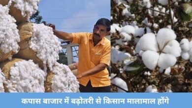 Cotton price