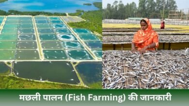 Fish Farming