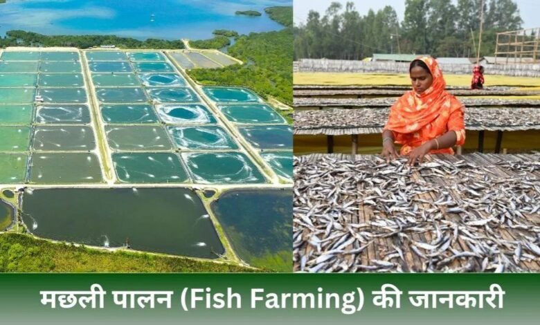 Fish Farming