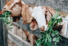 Goat farming