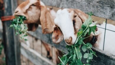 Goat farming