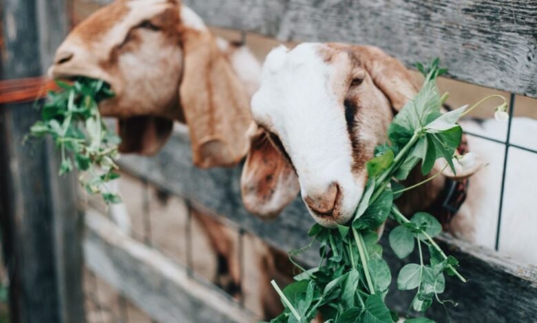 Goat farming