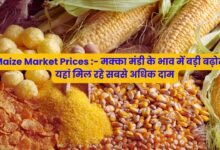 Maize Market Prices
