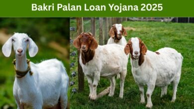 Bakri Palan Loan Yojana 2025