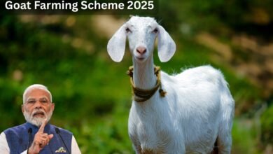 Goat Farming Scheme 2025