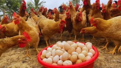 poultry farming