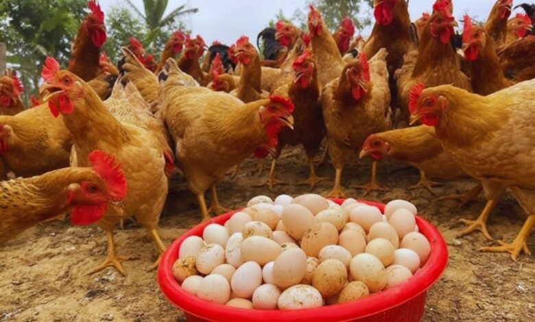 poultry farming