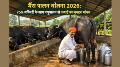 भैंस पालन योजना 2026 के तहत डेयरी फार्म में भैंसों के साथ पशुपालक