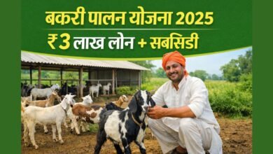 बकरी पालन योजना 2025 के तहत किसान बकरियों के साथ – ₹3 लाख लोन और सरकारी सब्सिडी