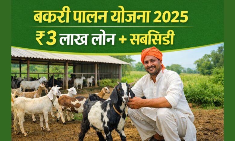 बकरी पालन योजना 2025 के तहत किसान बकरियों के साथ – ₹3 लाख लोन और सरकारी सब्सिडी