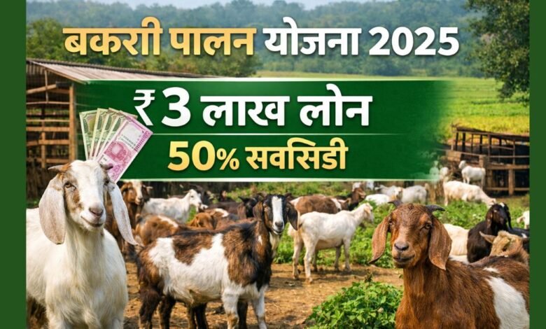 बकरी पालन योजना 2025 के तहत ₹3 लाख लोन और सब्सिडी से बकरी पालन व्यवसाय