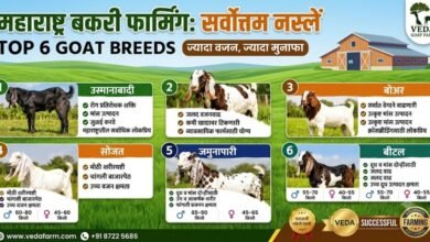 Goat Farming